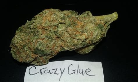 Crazy glue strain. Things To Know About Crazy glue strain. 